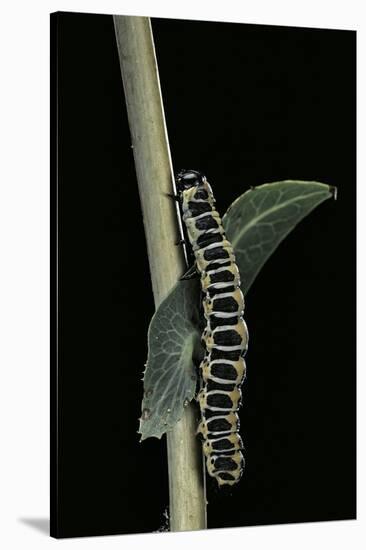 Cucullia Lactucae (Lettuce Shark) - Caterpillar-Paul Starosta-Stretched Canvas