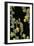 Cucullia Verbasci (Mullein Moth) - Caterpillar Feeding on Mullein-Paul Starosta-Framed Premium Photographic Print