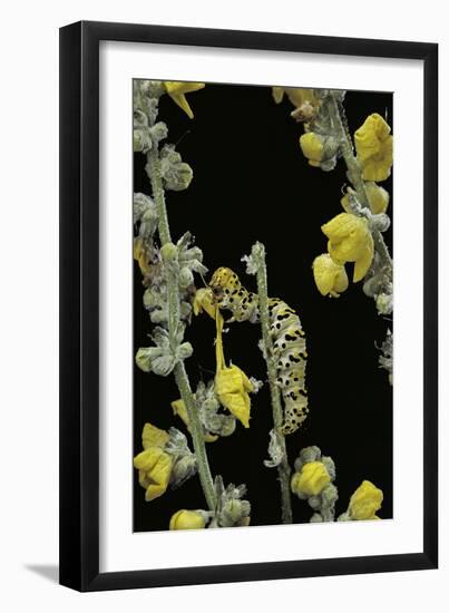 Cucullia Verbasci (Mullein Moth) - Caterpillar Feeding on Mullein-Paul Starosta-Framed Premium Photographic Print