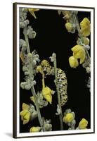 Cucullia Verbasci (Mullein Moth) - Caterpillar Feeding on Mullein-Paul Starosta-Framed Premium Photographic Print