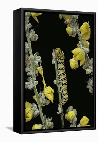 Cucullia Verbasci (Mullein Moth) - Caterpillar Feeding on Mullein-Paul Starosta-Framed Stretched Canvas