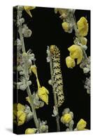 Cucullia Verbasci (Mullein Moth) - Caterpillar Feeding on Mullein-Paul Starosta-Stretched Canvas
