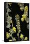 Cucullia Verbasci (Mullein Moth) - Caterpillar Feeding on Mullein-Paul Starosta-Framed Stretched Canvas
