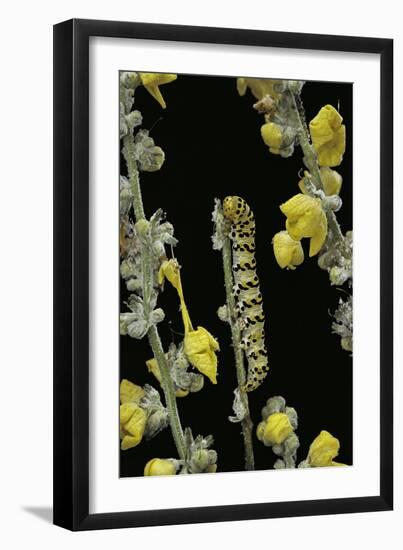 Cucullia Verbasci (Mullein Moth) - Caterpillar Feeding on Mullein-Paul Starosta-Framed Premium Photographic Print