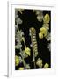 Cucullia Verbasci (Mullein Moth) - Caterpillar Feeding on Mullein-Paul Starosta-Framed Premium Photographic Print