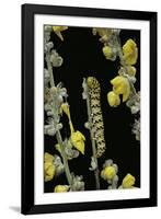 Cucullia Verbasci (Mullein Moth) - Caterpillar Feeding on Mullein-Paul Starosta-Framed Photographic Print