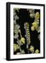 Cucullia Verbasci (Mullein Moth) - Caterpillar Feeding on Mullein-Paul Starosta-Framed Photographic Print