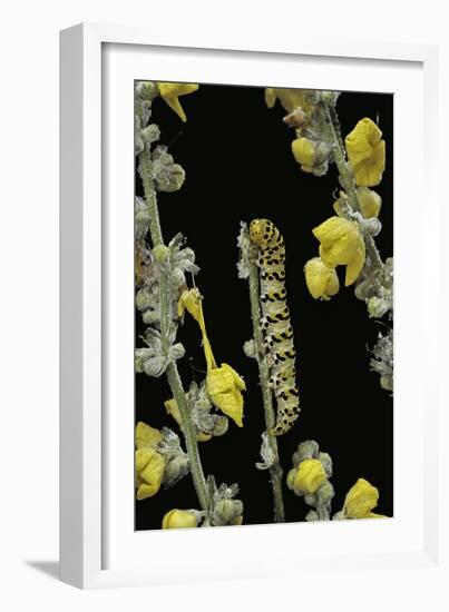 Cucullia Verbasci (Mullein Moth) - Caterpillar Feeding on Mullein-Paul Starosta-Framed Photographic Print