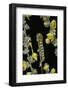 Cucullia Verbasci (Mullein Moth) - Caterpillar Feeding on Mullein-Paul Starosta-Framed Photographic Print