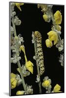 Cucullia Verbasci (Mullein Moth) - Caterpillar Feeding on Mullein-Paul Starosta-Mounted Photographic Print
