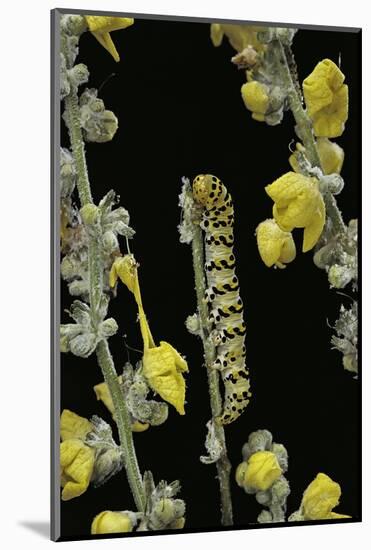 Cucullia Verbasci (Mullein Moth) - Caterpillar Feeding on Mullein-Paul Starosta-Mounted Photographic Print