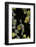 Cucullia Verbasci (Mullein Moth) - Caterpillar Feeding on Mullein-Paul Starosta-Framed Photographic Print