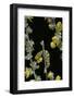 Cucullia Verbasci (Mullein Moth) - Caterpillar Feeding on Mullein-Paul Starosta-Framed Photographic Print