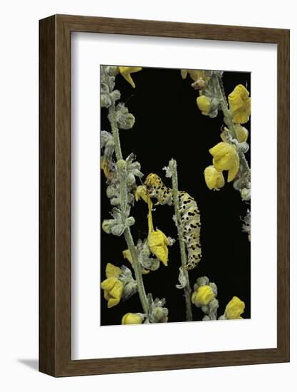 Cucullia Verbasci (Mullein Moth) - Caterpillar Feeding on Mullein-Paul Starosta-Framed Photographic Print