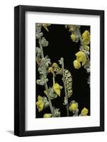 Cucullia Verbasci (Mullein Moth) - Caterpillar Feeding on Mullein-Paul Starosta-Framed Photographic Print