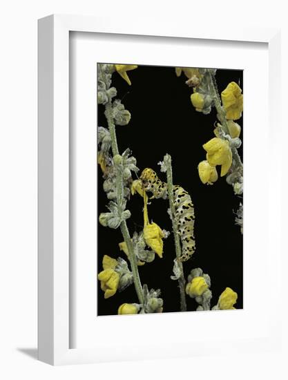 Cucullia Verbasci (Mullein Moth) - Caterpillar Feeding on Mullein-Paul Starosta-Framed Photographic Print