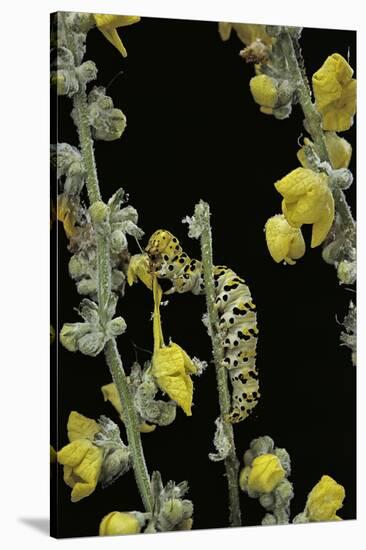 Cucullia Verbasci (Mullein Moth) - Caterpillar Feeding on Mullein-Paul Starosta-Stretched Canvas