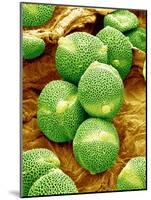 Cucumber Pollen, SEM-Susumu Nishinaga-Mounted Photographic Print