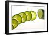 Cucumber-Frank May-Framed Photo