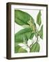 Cucumbertree 1922-Mary Vaux Walcott-Framed Photographic Print