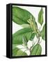 Cucumbertree 1922-Mary Vaux Walcott-Framed Stretched Canvas