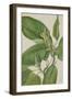 Cucumbertree-Mary Vaux Walcott-Framed Art Print