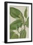 Cucumbertree-Mary Vaux Walcott-Framed Art Print