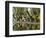 Cucuran, Provence, Vaucluse, France, Europe-Robert Cundy-Framed Photographic Print