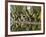 Cucuran, Provence, Vaucluse, France, Europe-Robert Cundy-Framed Photographic Print