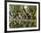 Cucuran, Provence, Vaucluse, France, Europe-Robert Cundy-Framed Photographic Print