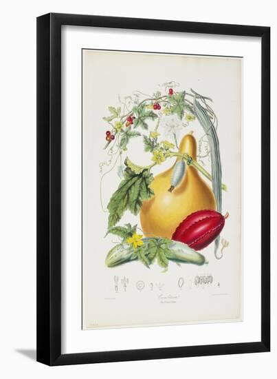 Cucurbitaceae, the Gourd Tribe, from Illustrations of the Natural Orders of Plants, 1849-1855-Elizabeth Twining-Framed Giclee Print