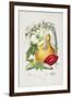 Cucurbitaceae, the Gourd Tribe, from Illustrations of the Natural Orders of Plants, 1849-1855-Elizabeth Twining-Framed Giclee Print