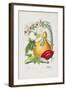 Cucurbitaceae, the Gourd Tribe, from Illustrations of the Natural Orders of Plants, 1849-1855-Elizabeth Twining-Framed Giclee Print