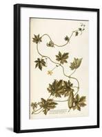 Cucurbitaceae-null-Framed Giclee Print