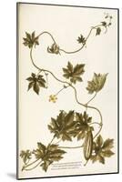 Cucurbitaceae-null-Mounted Giclee Print
