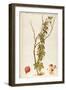 Cucurbitaceae-null-Framed Giclee Print