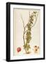 Cucurbitaceae-null-Framed Giclee Print