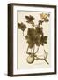 Cucurbitaceae-null-Framed Premium Giclee Print