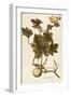 Cucurbitaceae-null-Framed Premium Giclee Print