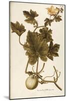 Cucurbitaceae-null-Mounted Giclee Print