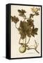 Cucurbitaceae-null-Framed Stretched Canvas