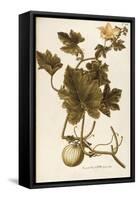 Cucurbitaceae-null-Framed Stretched Canvas