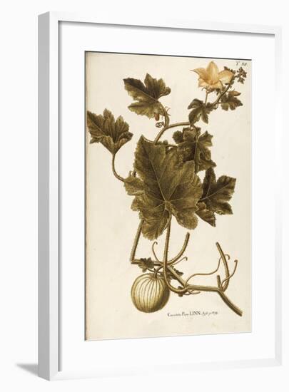 Cucurbitaceae-null-Framed Giclee Print