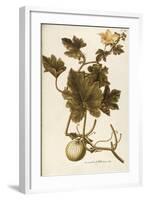 Cucurbitaceae-null-Framed Giclee Print