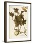 Cucurbitaceae-null-Framed Giclee Print