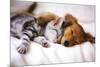Cuddles (Sleeping Puppy and Kitten) Art Poster Print-null-Mounted Poster