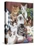 Cuddly Kittens-Jenny Newland-Stretched Canvas