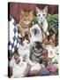 Cuddly Kittens-Jenny Newland-Stretched Canvas