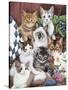 Cuddly Kittens-Jenny Newland-Stretched Canvas