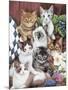 Cuddly Kittens-Jenny Newland-Mounted Giclee Print